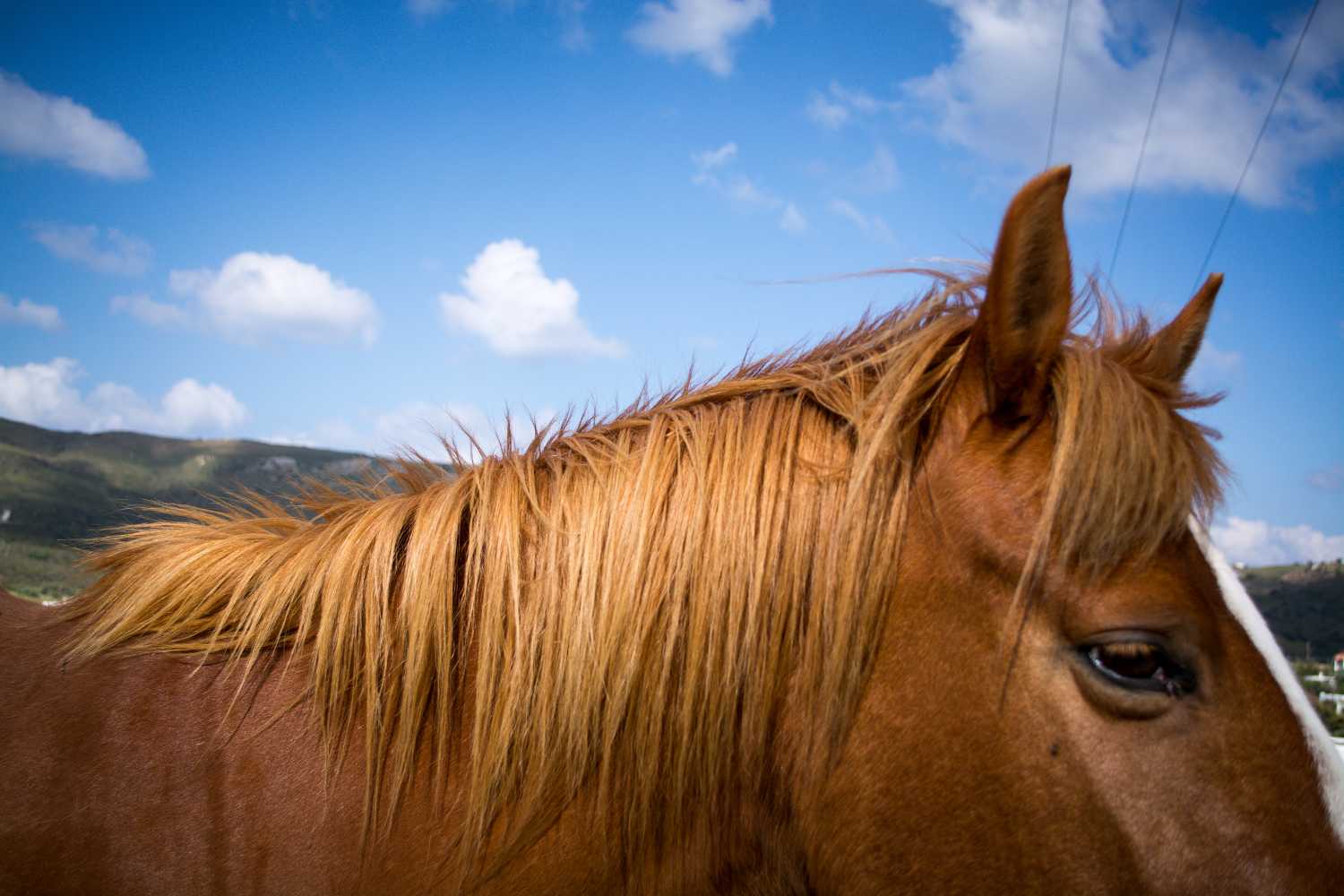 Χανιά: Άφησε το άλογό του να πεθάνει δεμένο μέσα στον ήλιο χωρίς νερό