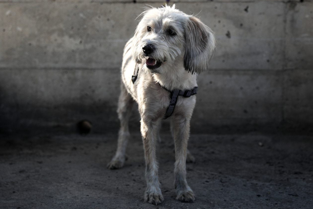Μυτιλήνη: Συγκινητική η ανταπόκριση των κατοίκων για τη διάσωση σκύλου που χρειαζόταν μετάγγιση αίματος
