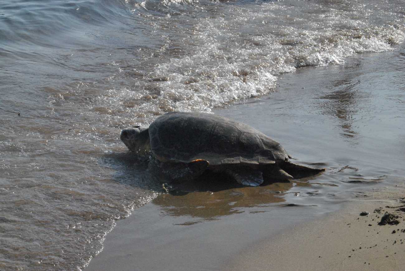 Χελώνες Καρέττα: Πρόωρη ωοτοκία των χελώνων εξαιτίας της Κλιματικής Αλλαγής