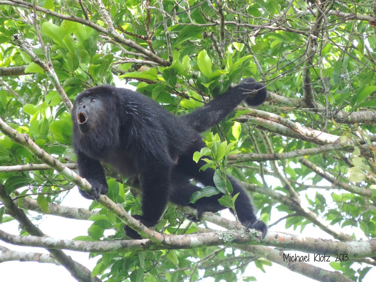 Μεξικό: Πίθηκοι πέφτουν νεκροί από τα δέντρα λόγω θερμοπληξίας