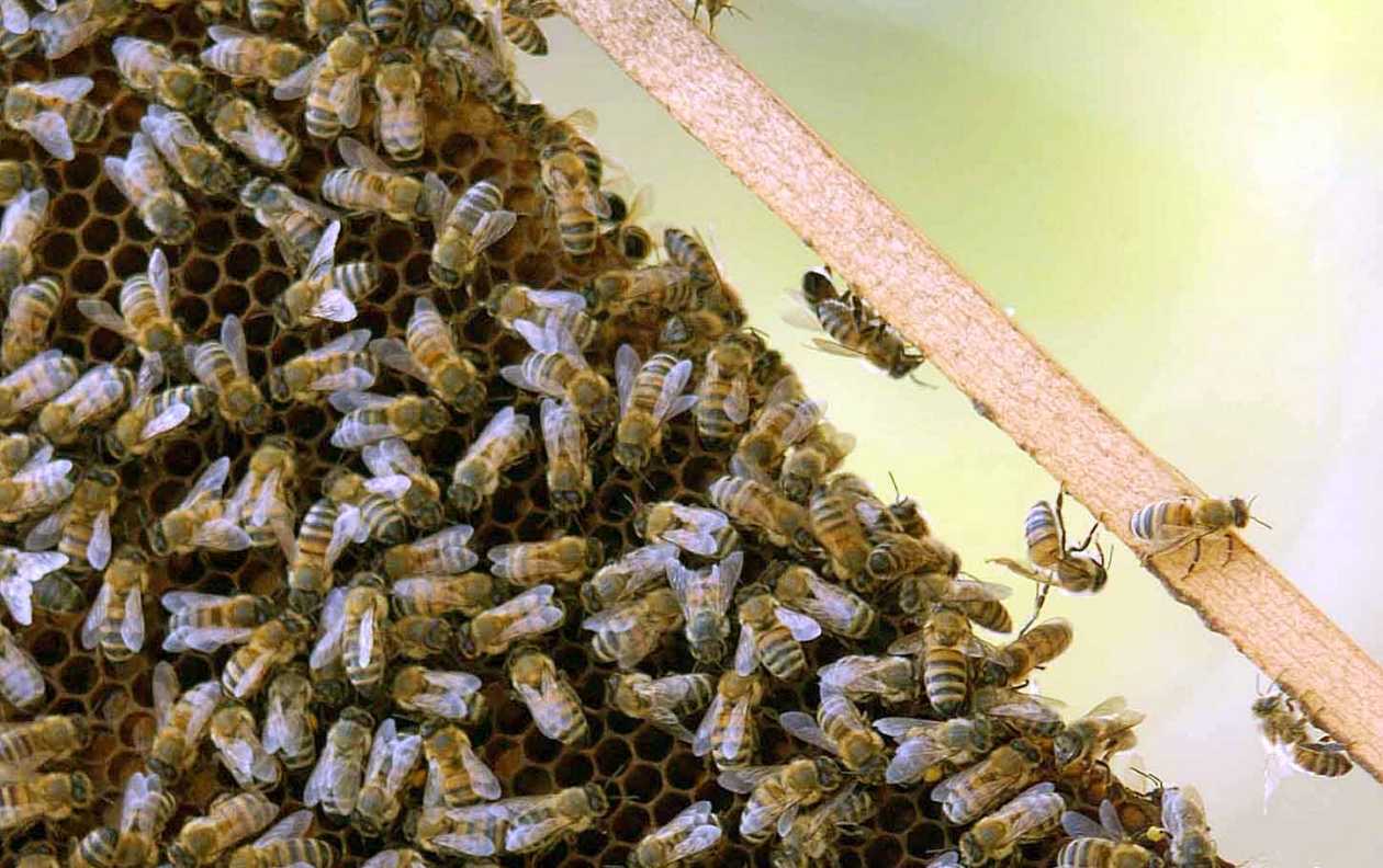 Μυτιλήνη: Μέλισσες επιτέθηκαν σε επιβάτες αυτοκινήτου – Δύο άτομα στο νοσοκομείο