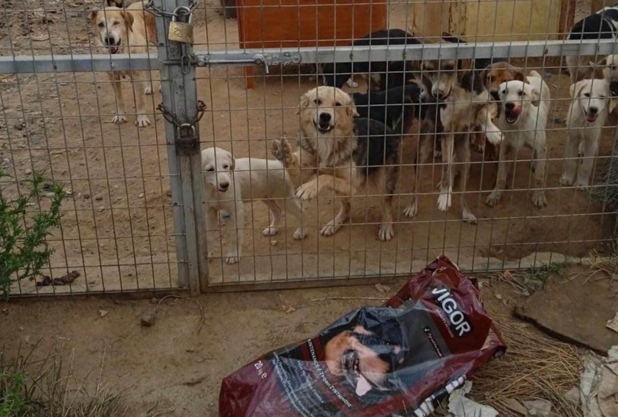 Φρίκη στο Αγρίνιο: 150 σκυλιά σε άθλιες συνθήκες — Κουτάβια πεθαίνουν χωρίς νερό
