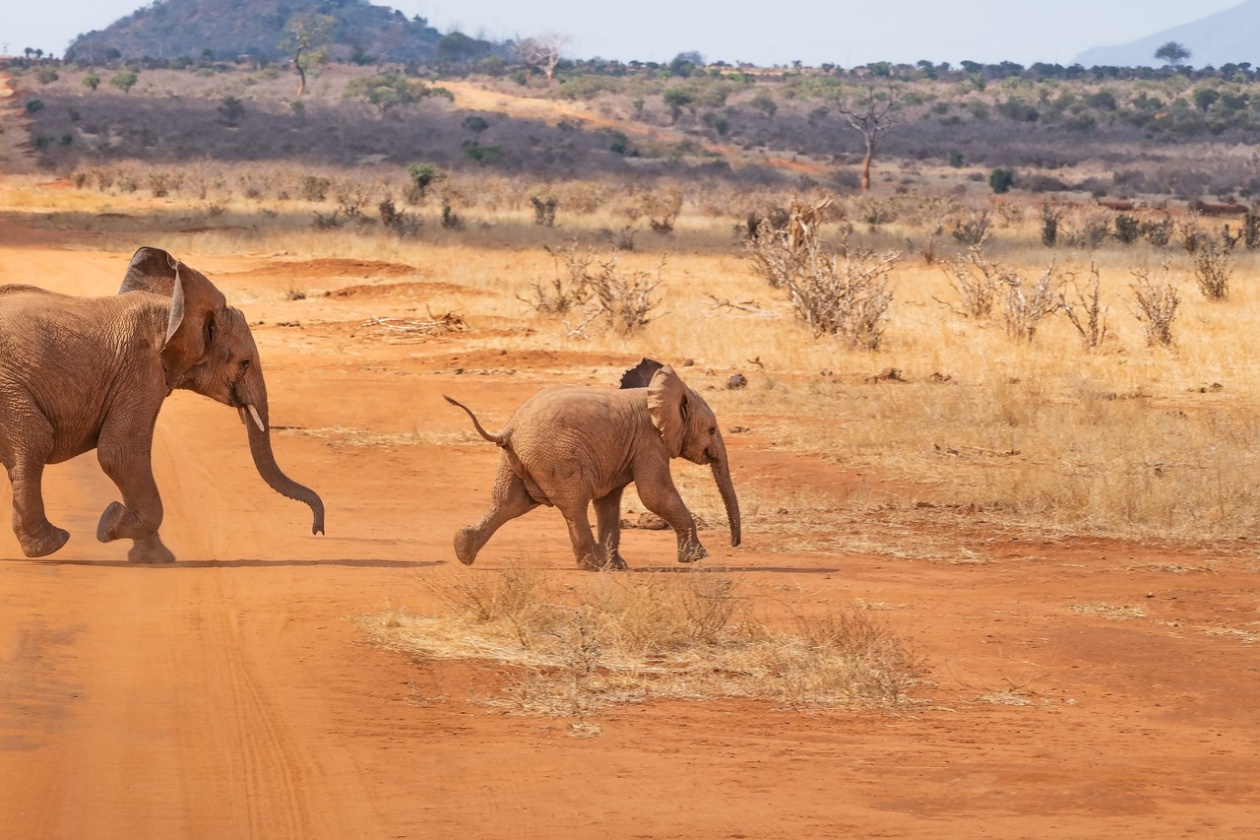 Έρευνα: Οι ελέφαντες φωνάζουν ο ένας τον άλλον με ονόματα