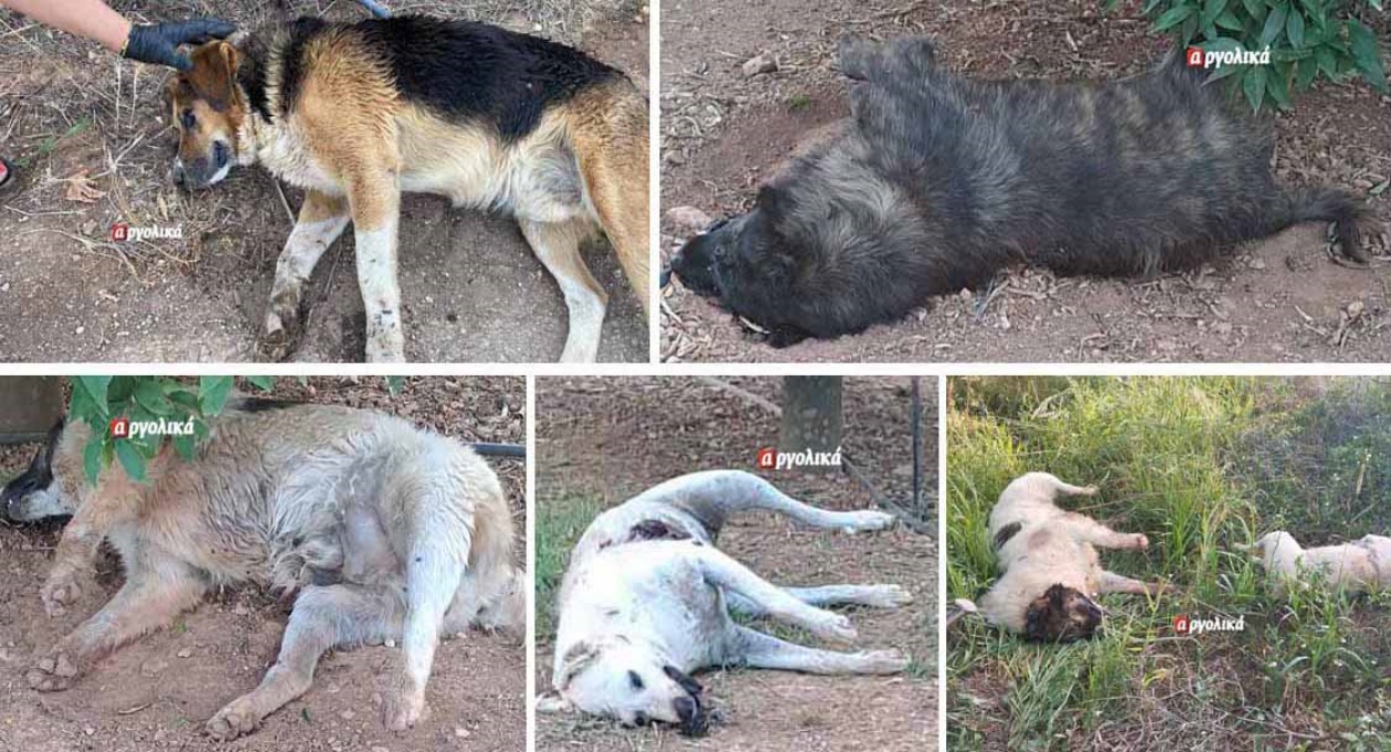 Άργος: Με δηλητήριο σκότωσαν σκυλιά στο Σκαφιδάκι