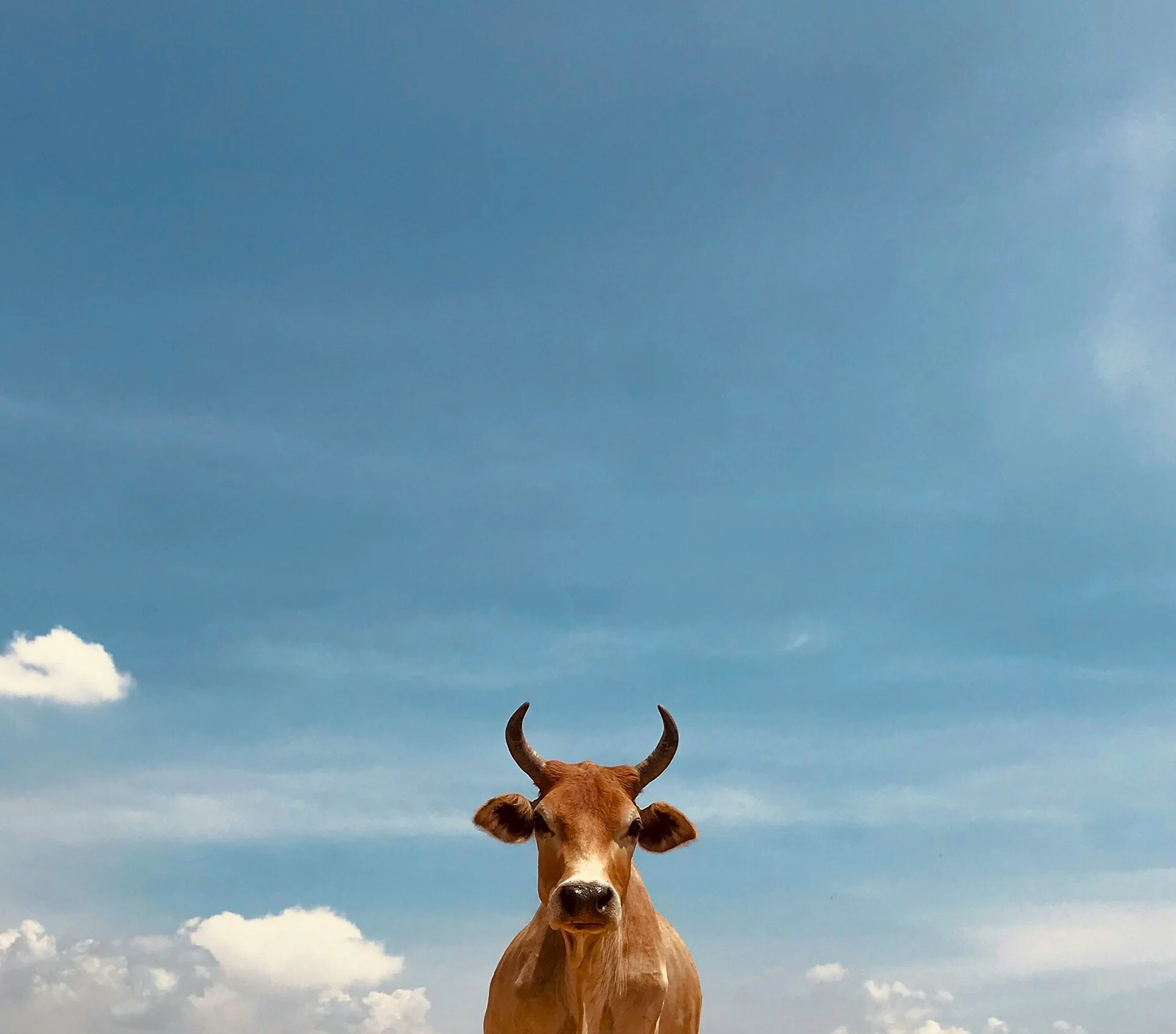 Κρήτη: Σούβλισαν ταύρο σε γλέντι στα Χανιά – Αντιδράσεις από φιλοζωικές
