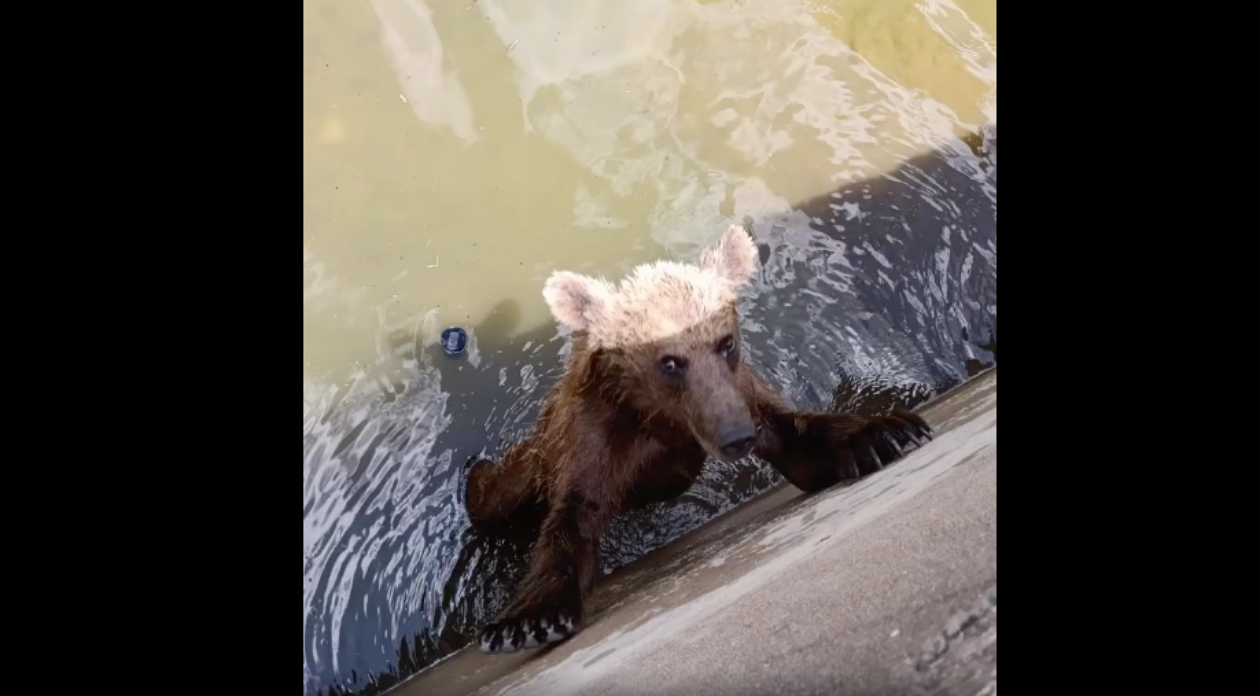 Ιωάννινα: Απεγκλώβισαν αρκουδίτσα που είχε πέσει μέσα σε δεξαμενή με νερό
