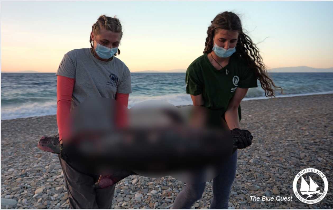 Βαρβαρότητα στο Αιγαίο: Ξεβράστηκε δολοφονημένο δελφίνι στη Σάμο