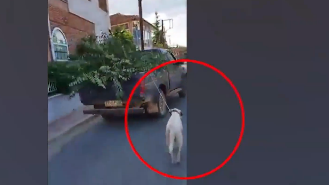 Κοζάνη: 82χρονος έδεσε τον σκύλο του στο αγροτικό και τον έσερνε στον δρόμο