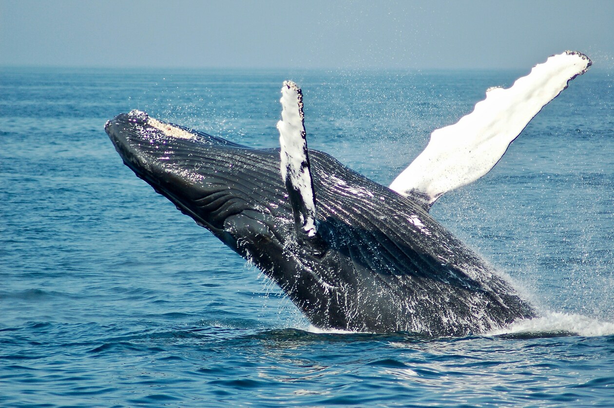 Φάλαινα φυσητήρας κλέβει την παράσταση στο Ιόνιο (video)